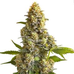 Auto Bruce Banner, Фасовка: 3+1